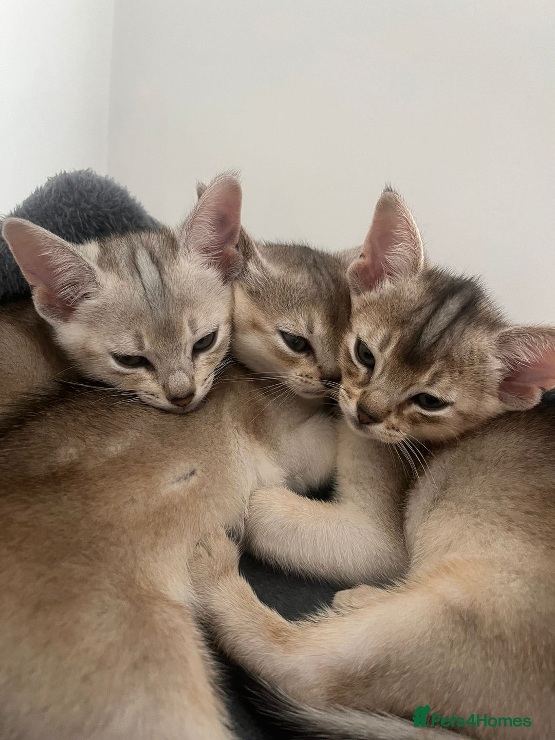 Abyssinian cats for sale: GCCF registered beautiful Abyssinian kittens - Image 1
