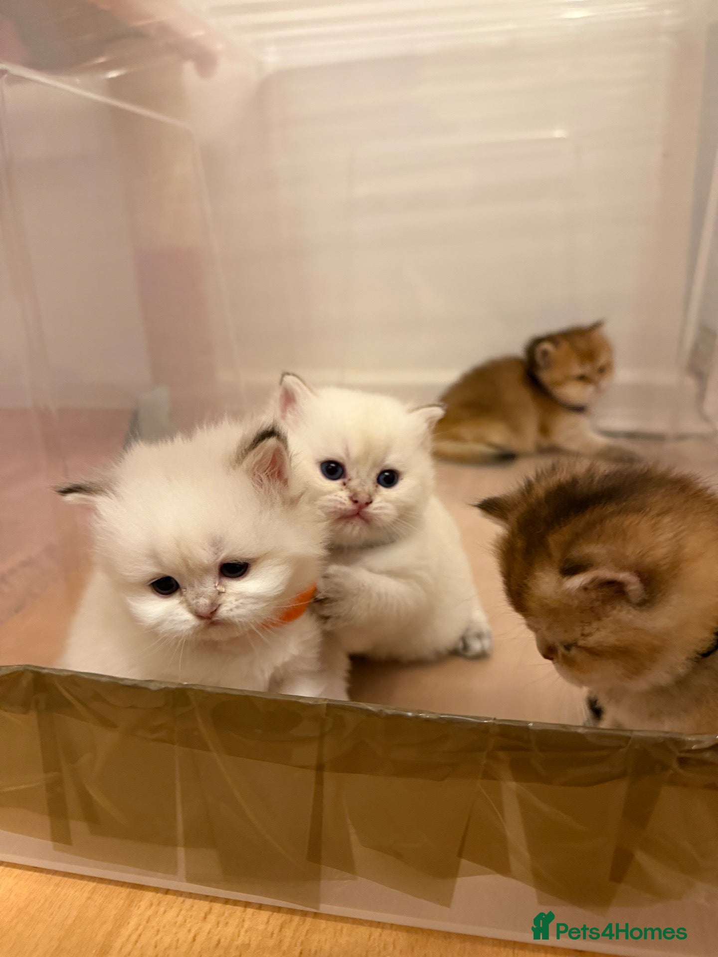 British Shorthair cats BRITISH SHORT HAIR NY12,GOLDEN , WHITE COLORPOINT - Advert 14