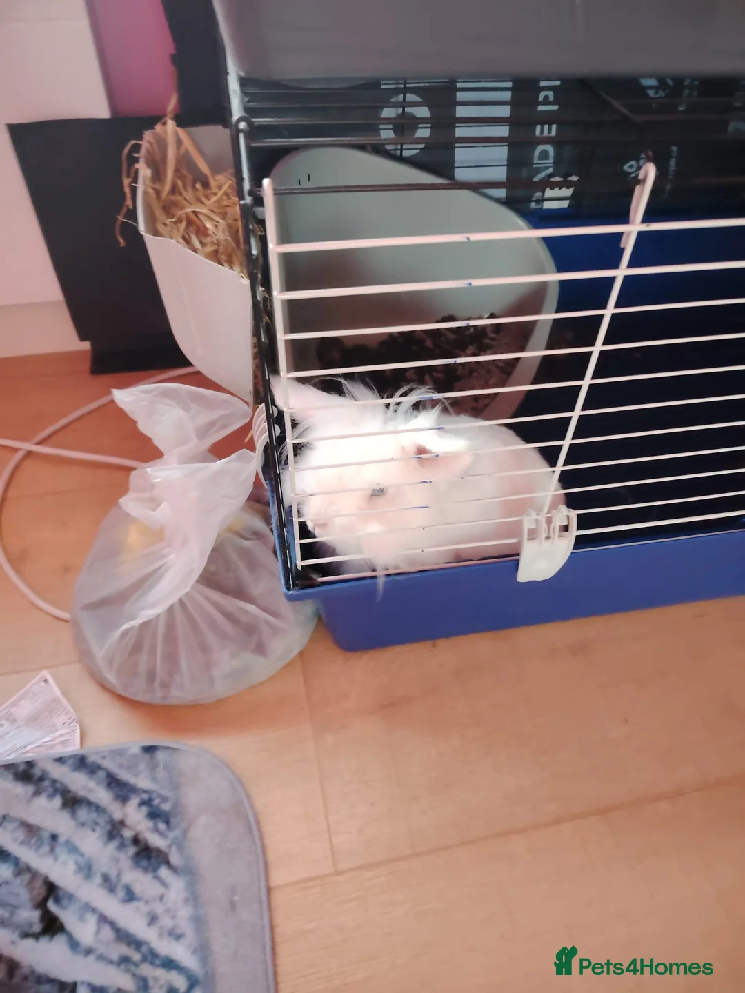 Mini Lop rabbits for sale: 2 year old white decorative rabbit looking for hom - Advert 2