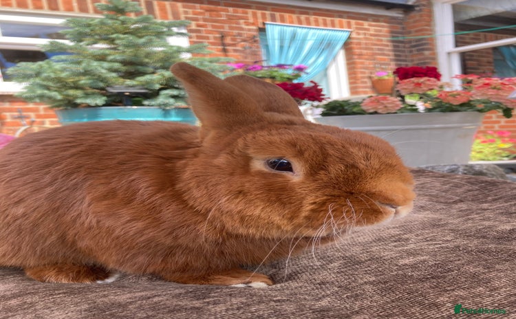 Thrianta rabbits - Advert 1