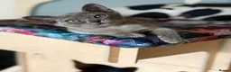 Burmese cats for sale: Lovely blue Burmese girls  in Edinburgh - Advert 4