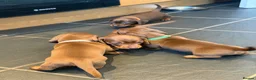Dachshund dogs for sale: Dachshund puppies - Advert 6