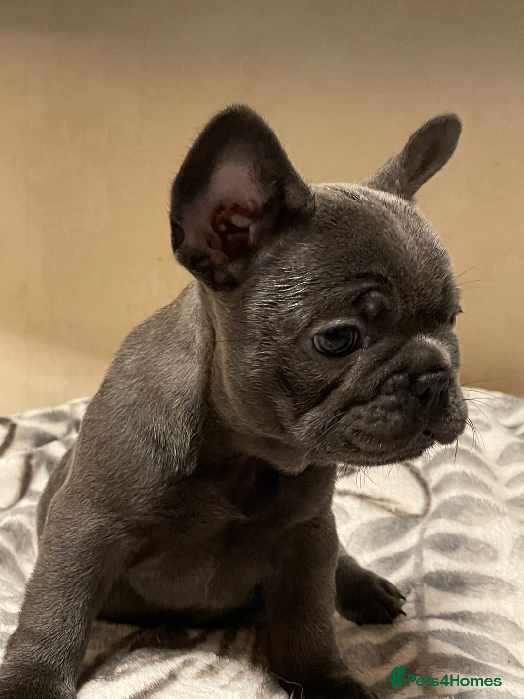 French Bulldog dogs for sale: French bulldog puppy’s  - Image 13