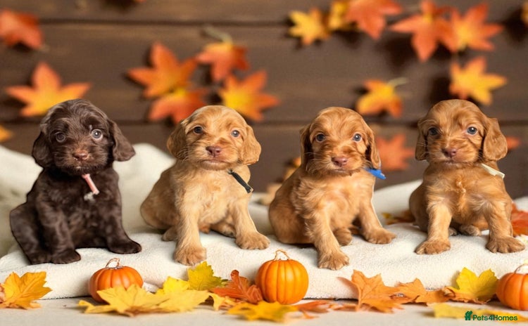 Cockapoo dogs - Advert 1