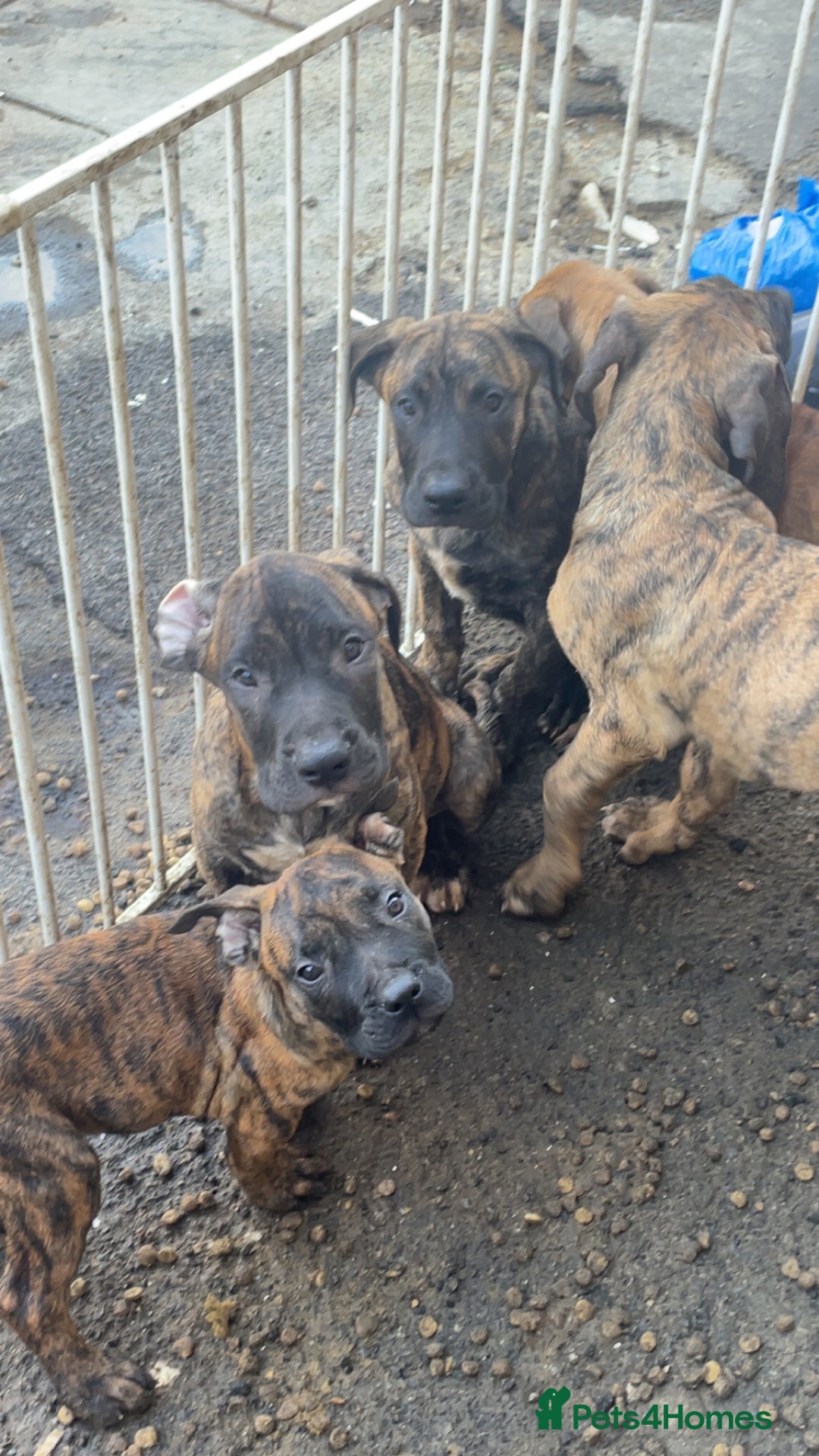 Presa Canario dogs for sale: Pressa Canario  - Image 8
