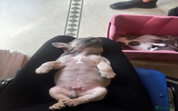 French Bulldog dogs for sale: Lilac bluefawn Frenchbulldog puppies ready to go   - Image 14