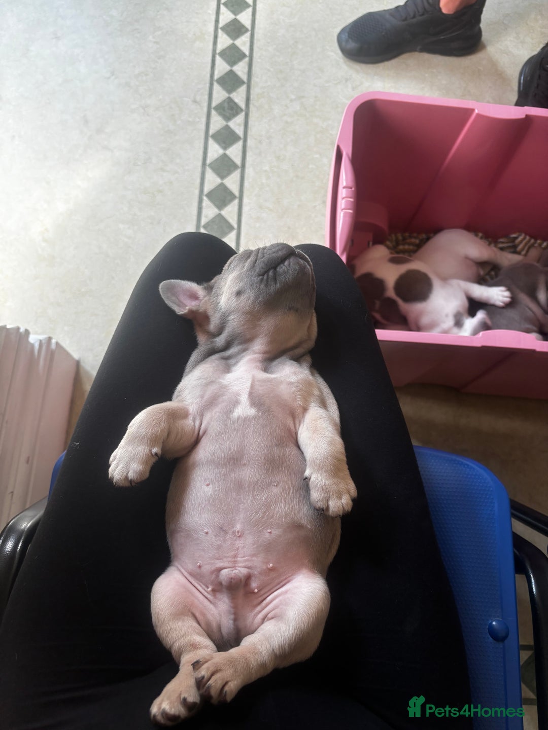 French Bulldog dogs for sale: Lilac bluefawn Frenchbulldog puppies ready to go   - Image 14