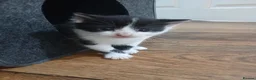 Mixed Breed cats for sale: 3 beautiful kittens ready to reserved  - Advert 7