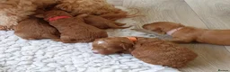 Coton De Tulear dogs for sale: Cotonoodle/Cotonpoo's DNA tested parents - Advert 5