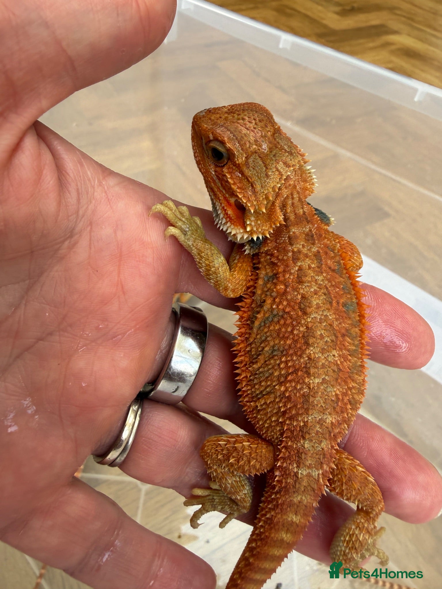 Bearded Dragon reptiles Red bearded dragon babies - ready next week - Advert 2