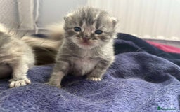 Mixed Breed cats for sale: Smokey Grey kittens for sale - Image 1