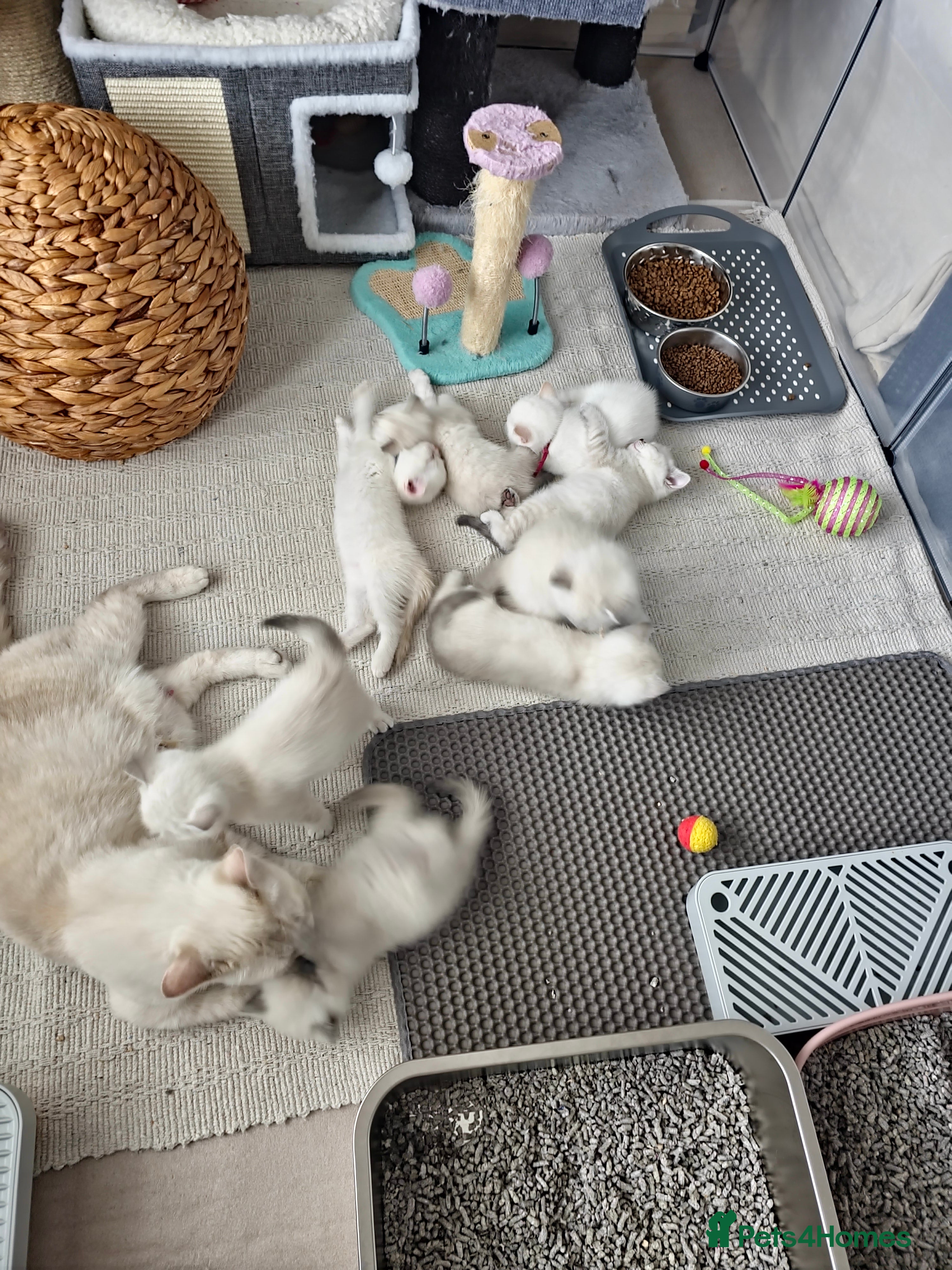 British Shorthair cats Beautiful Colourpointed Kittens - Advert 2