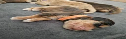 Cocker Spaniel dogs for sale: Show Cocker Spaniel Puppies- Champion Lineage🏆🐾 - Advert 12