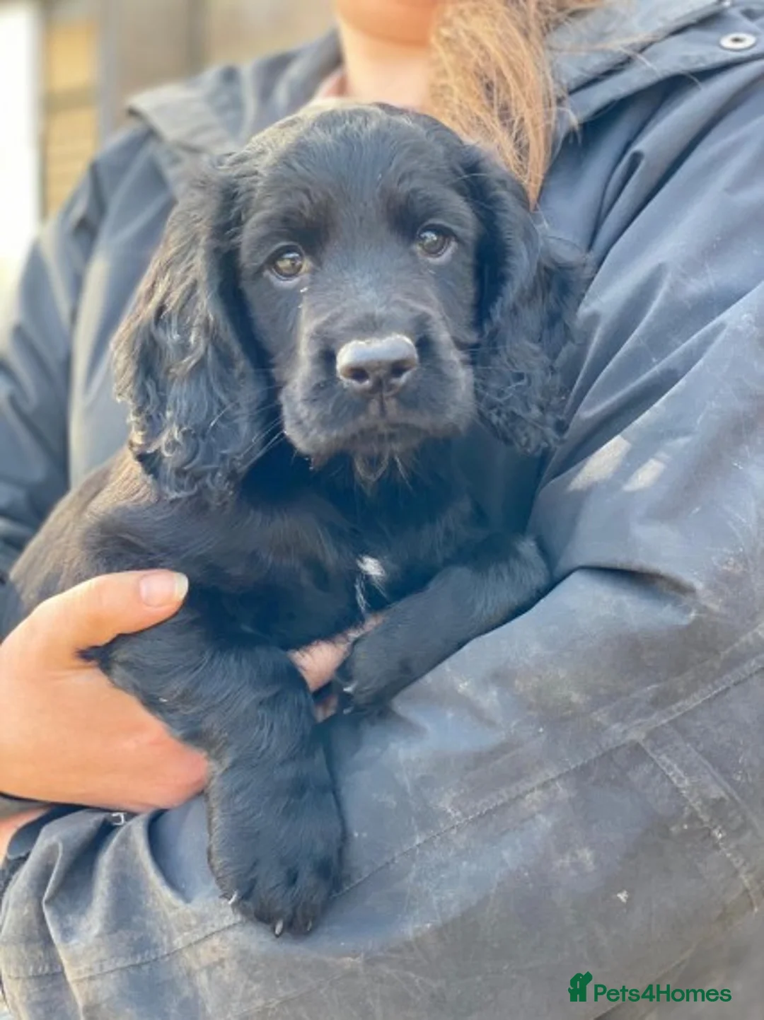Cocker Spaniel dogs for stud: Smaller size, beautiful black cocker stud dog in Bristol - Advert 3