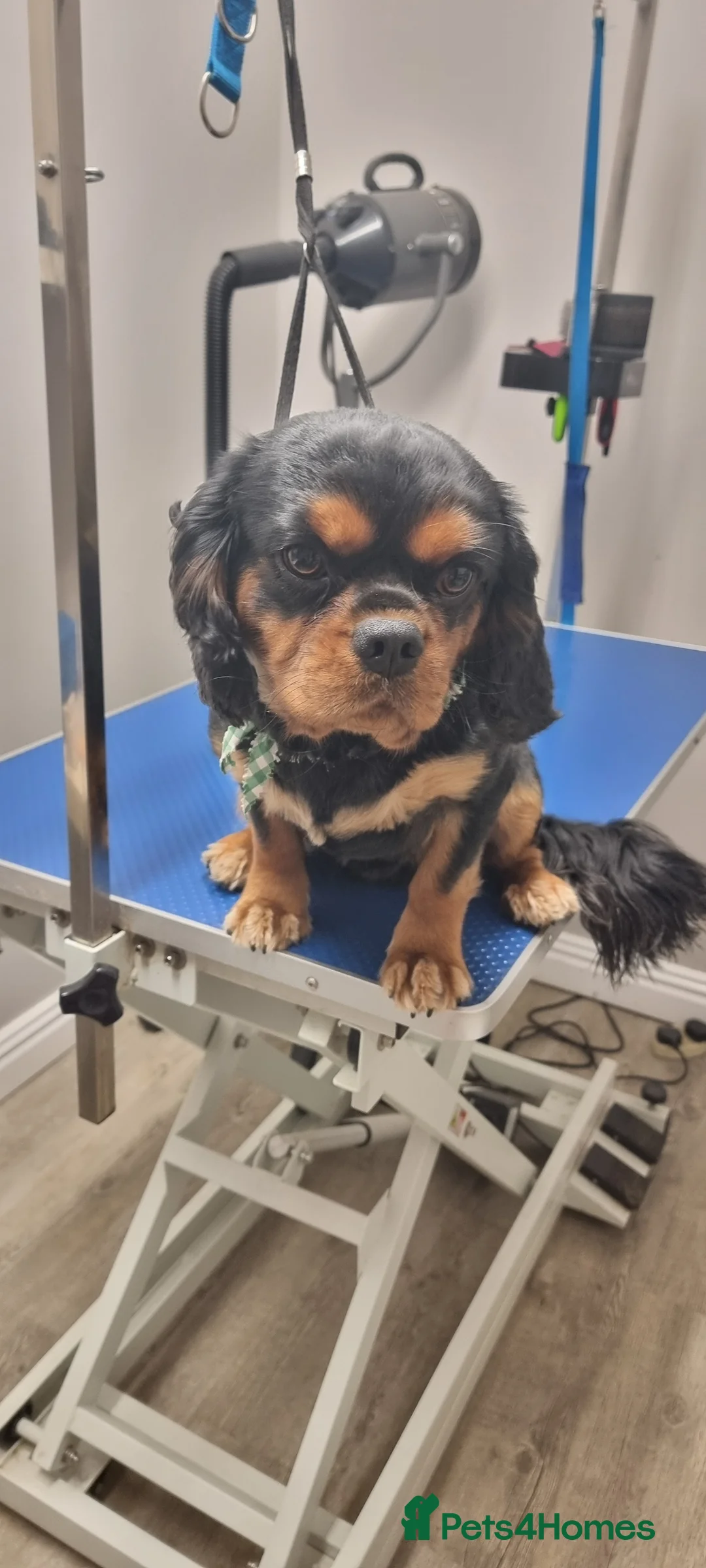 Cavalier King Charles Spaniel dogs for stud: Stud only in Doncaster - Advert 5