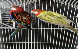 Parrots birds for sale: Rosella - Image 7
