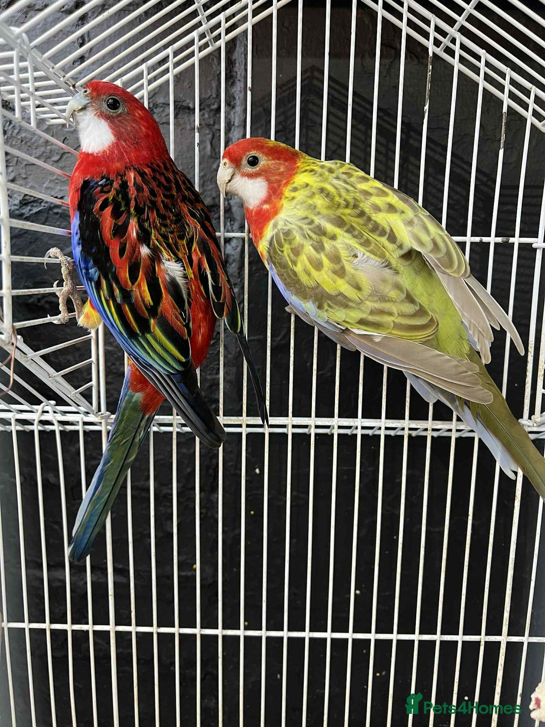 Parrots birds for sale: Rosella - Image 7