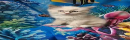 Ragdoll cats for sale: PET OR ActiveTicaHCM,PKD Certyficate,Championship  - Advert 26