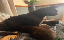 Mixed Breed cats for sale: All black kittens - Image 13