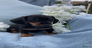 Miniature Dachshund dogs - Advert 2