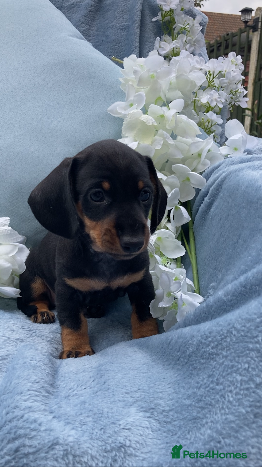 Miniature Dachshund dogs for sale: Puppy's all carrying pink - Image 2
