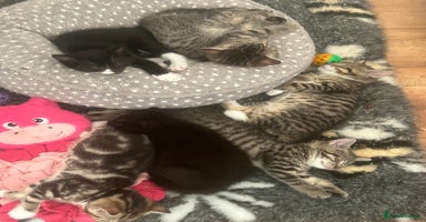 Mixed Breed cats - Advert 7