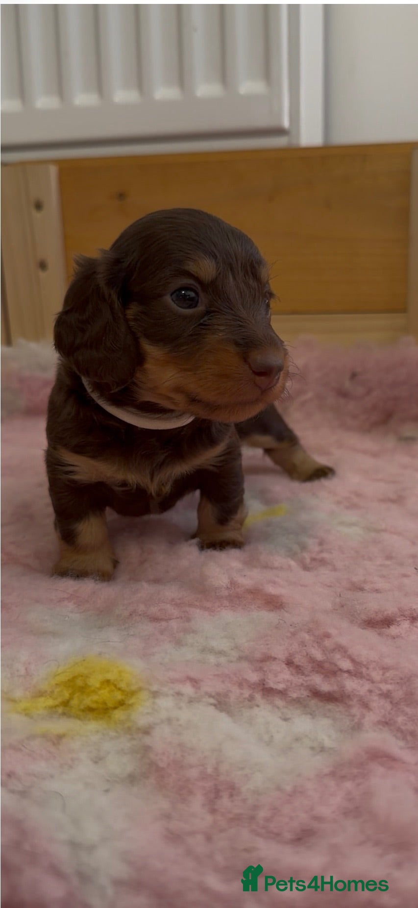 Miniature Dachshund dogs Stunning 5 ⭐️ long-haired miniature dachshunds - Advert 1
