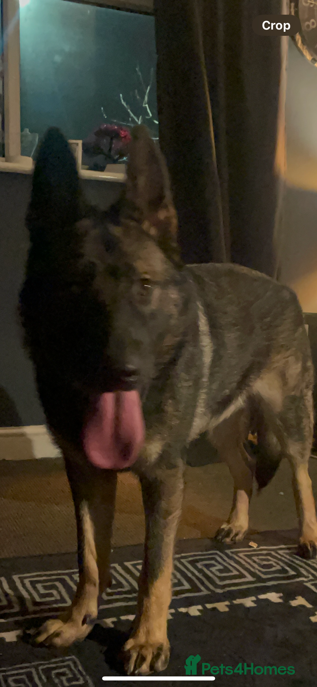 German Shepherd dogs for sale: 10-month German Shepard  - Advert 3