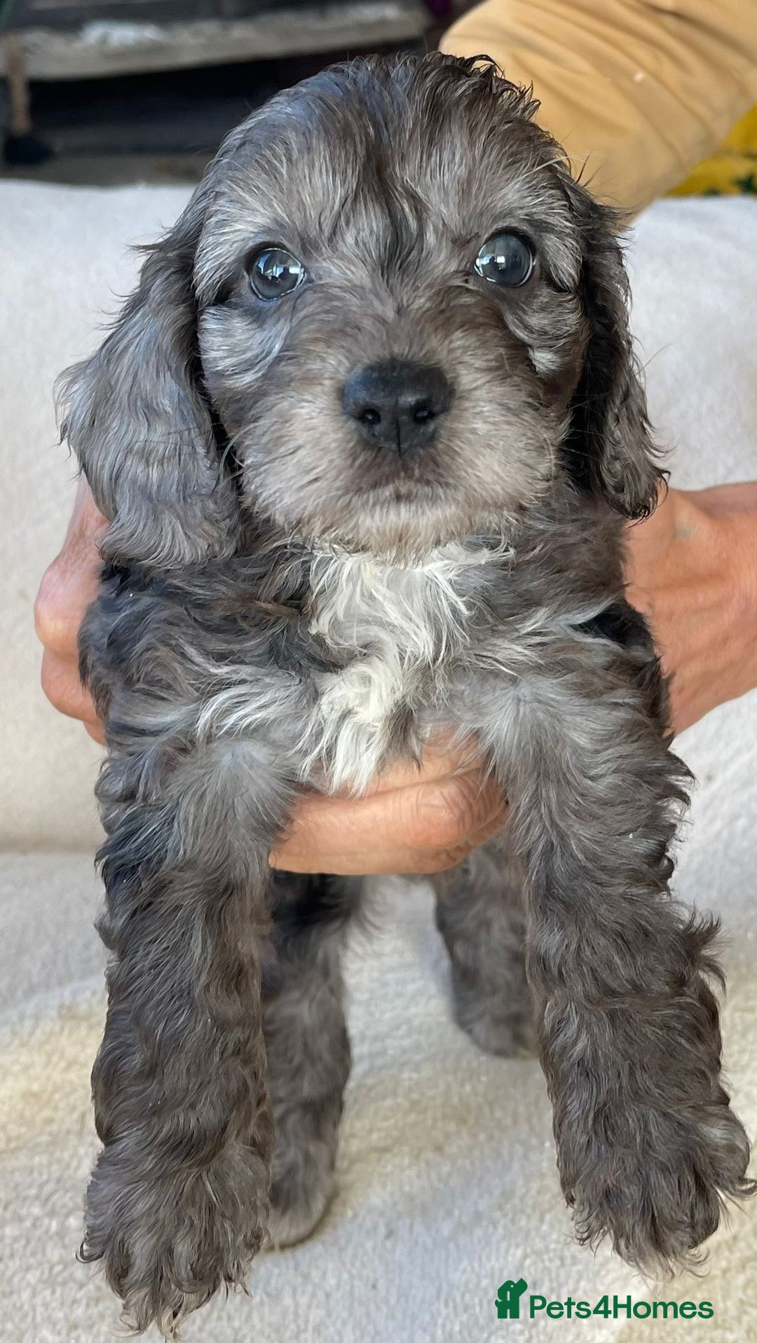 Cockapoo dogs for sale: Toy cockerpoo puppies  - Advert 3