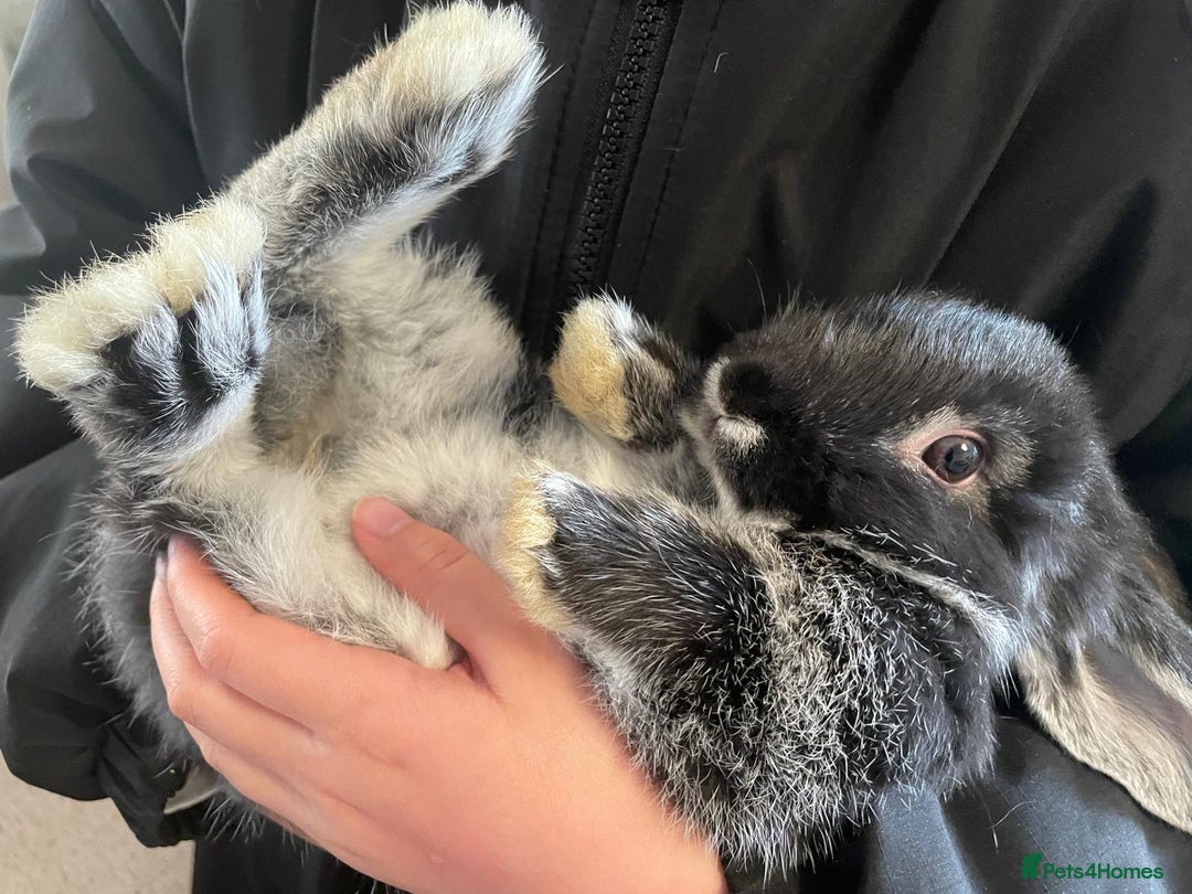 Mini Lop rabbits for sale: Ready to go mini lop - Advert 13