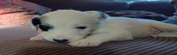 Lurcher dogs for sale: Soppy Bedlington Whippet lurcher puppies  - Advert 5