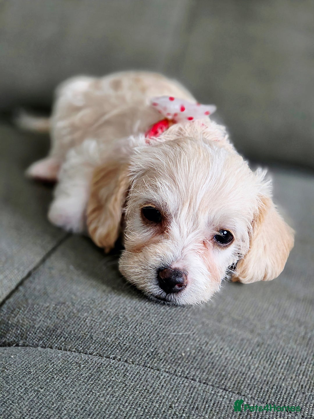 Yorkiepoo dogs for sale: 6 beautiful Yorkiepoo puppies , 5 girls and 1 boy  - Image 5