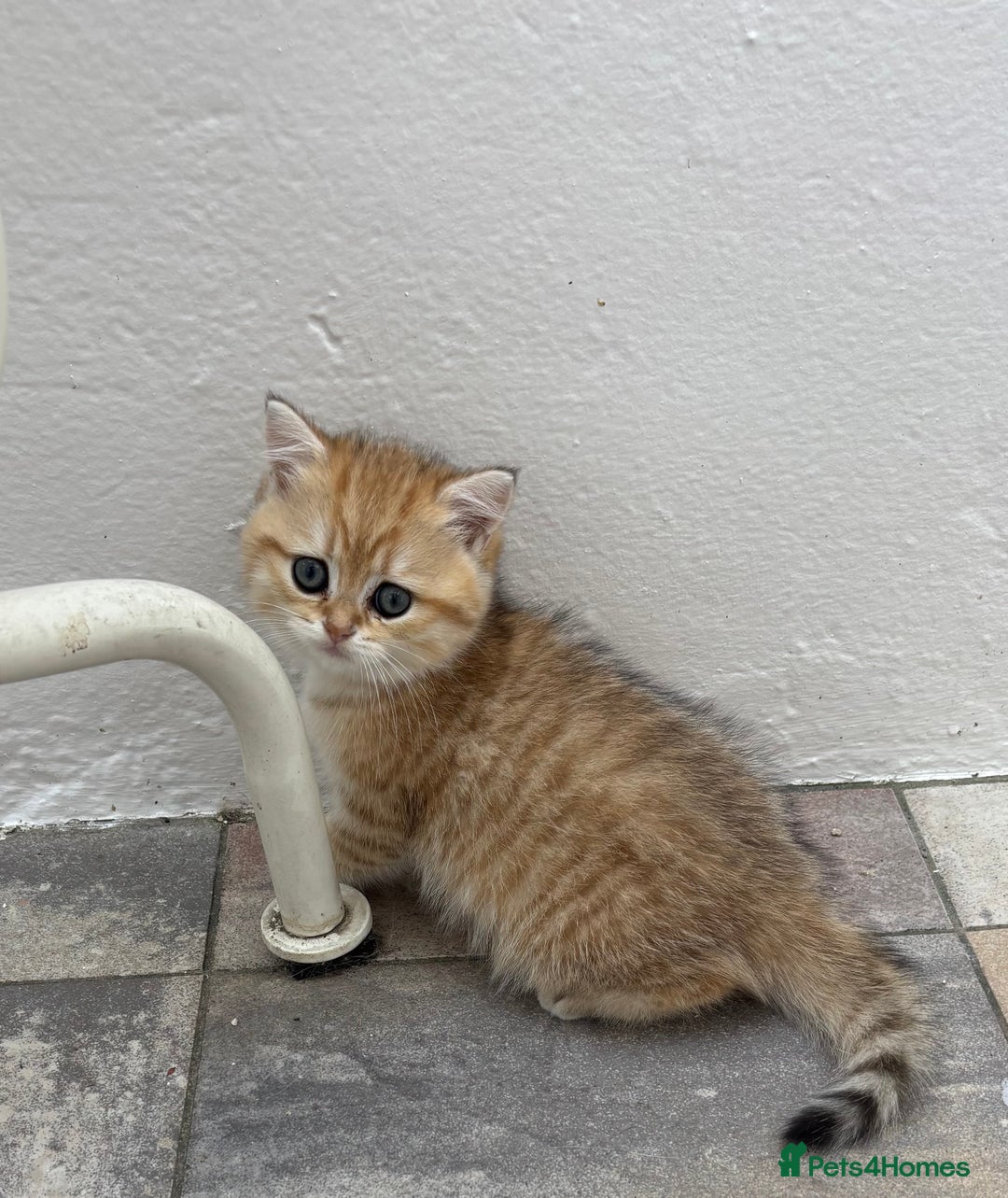 British Shorthair cats for sale: British Shorthair golden and silver - Image 9