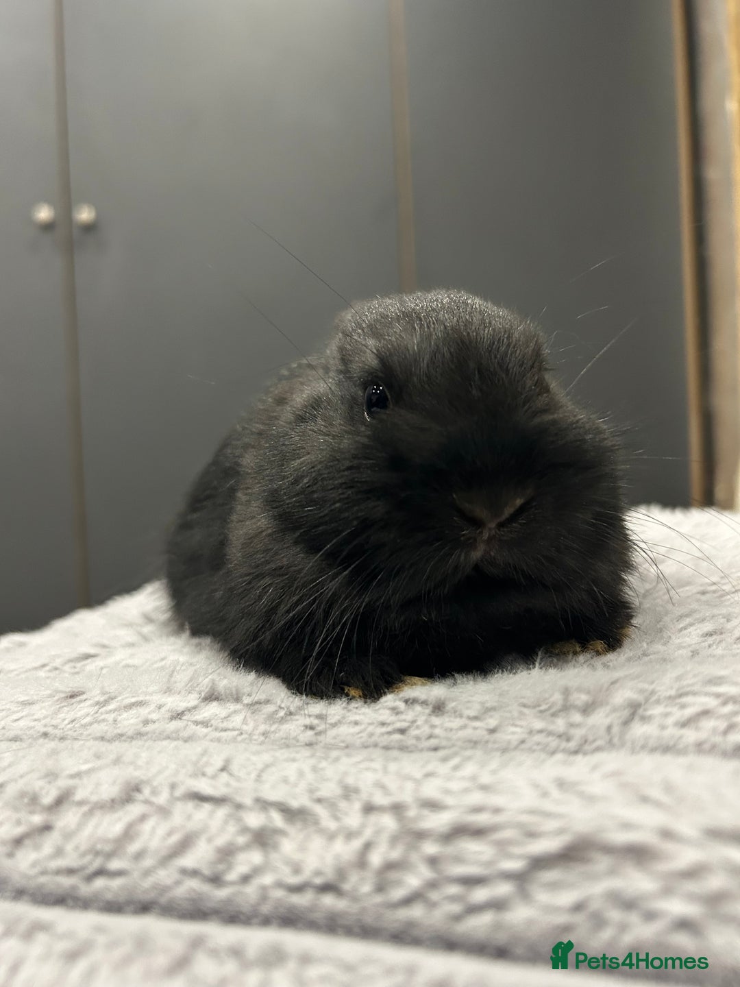 Netherland Dwarf rabbits for sale: Baby Netherland dwarfs  - Advert 11