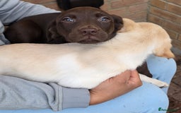 Labrador Retriever dogs for sale: Labrador Puppies Ready for Their Forever Homes🐶💛 - Image 15