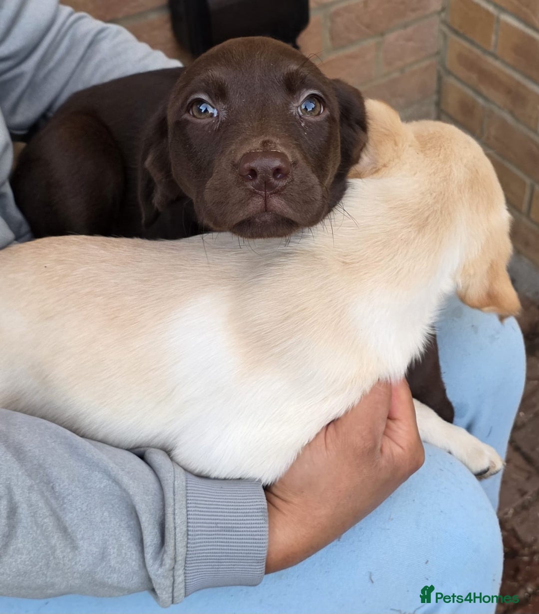 Labrador Retriever dogs for sale: Labrador Puppies Ready for Their Forever Homes🐶💛 - Image 15