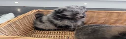 Pomeranian dogs for sale: Beautiful Teddy bear Pom puppies in Maidstone - Advert 13