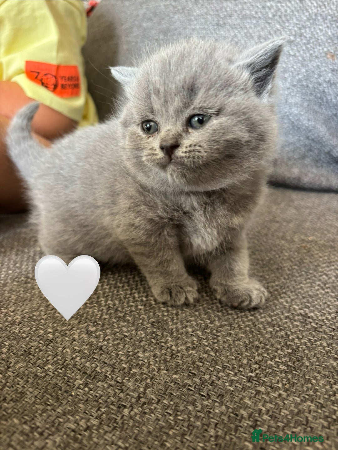 British Shorthair cats for sale: British Shorthair Kittens   - Image 5