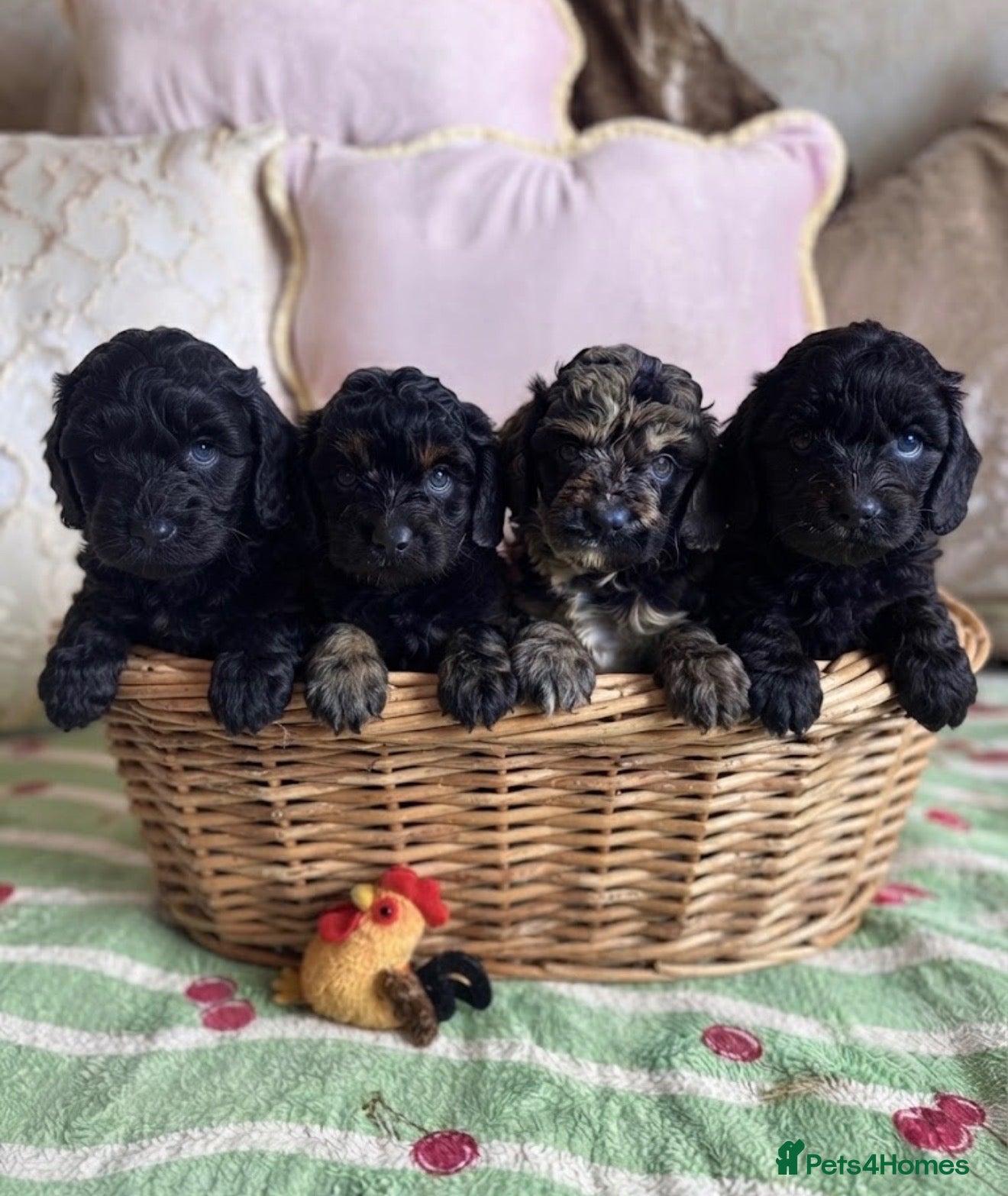 Cavapoo dogs “Ready now” F1 cavapoo puppies boys & girls  - Advert 1