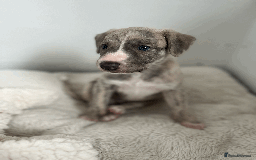 Whippet dogs for sale: Fawn Bedlington Whippet puppy - Image 11