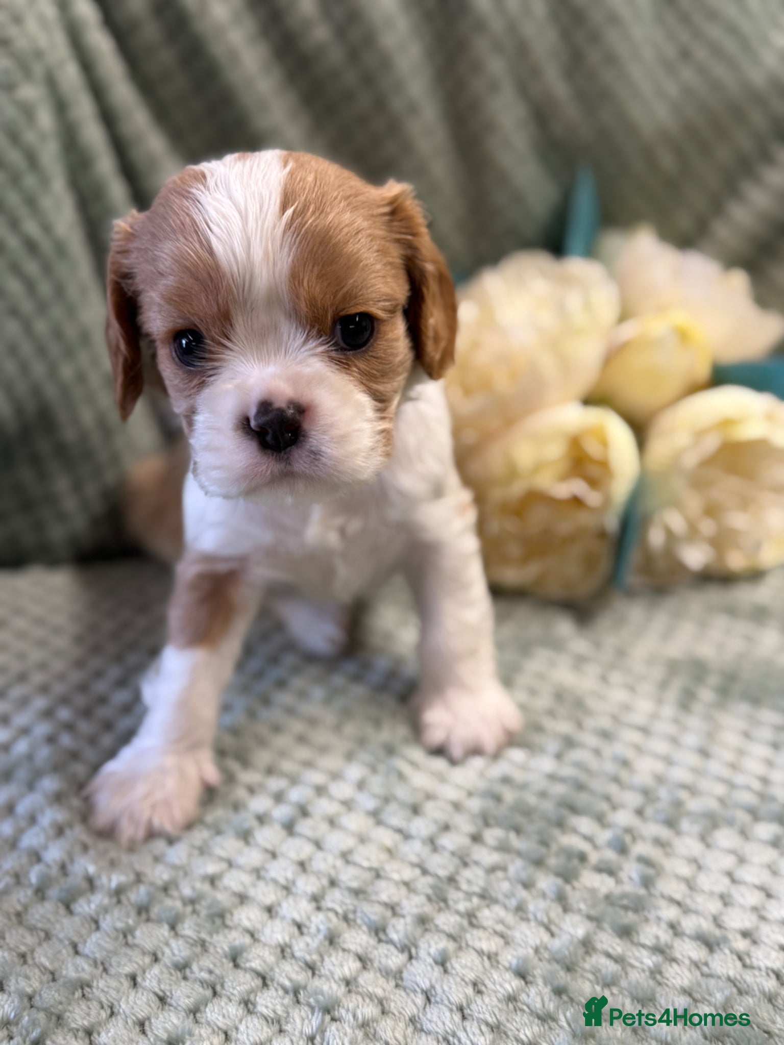 Cavalier King Charles Spaniel dogs Cavalier King Charles  - Advert 1