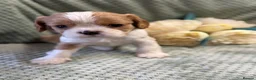 Cavalier King Charles Spaniel dogs for sale: Cavalier King Charles  - Advert 23