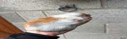 Guinea Pig rodents for sale: Gorgeous Guniea Pigs  - Advert 2
