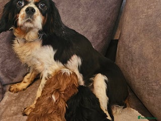 Cavapoo dogs Miniature cavapoo puppies - Advert 1