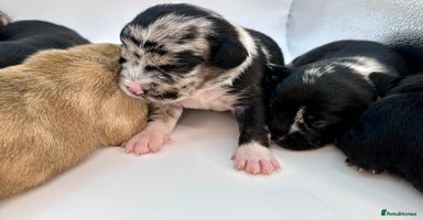 Mixed Breed dogs - Advert 14