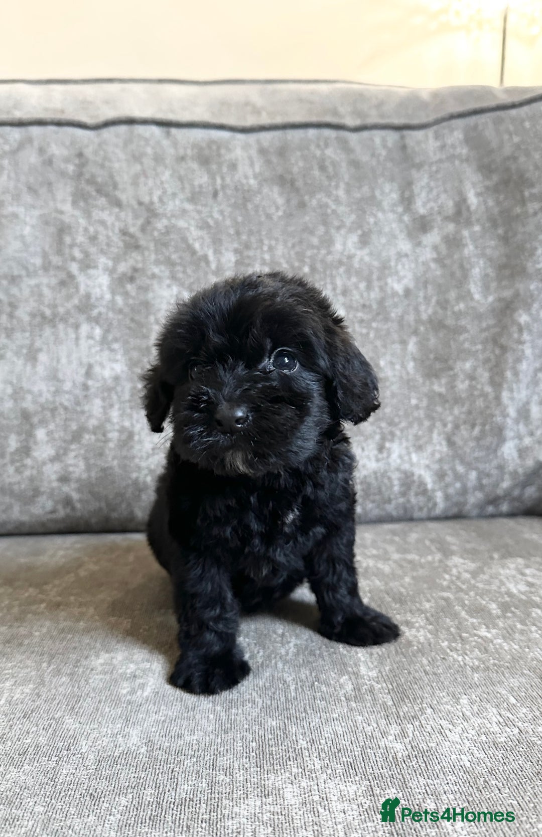 Cockapoo dogs for sale: Cockapoos looking for forever homes - Advert 11