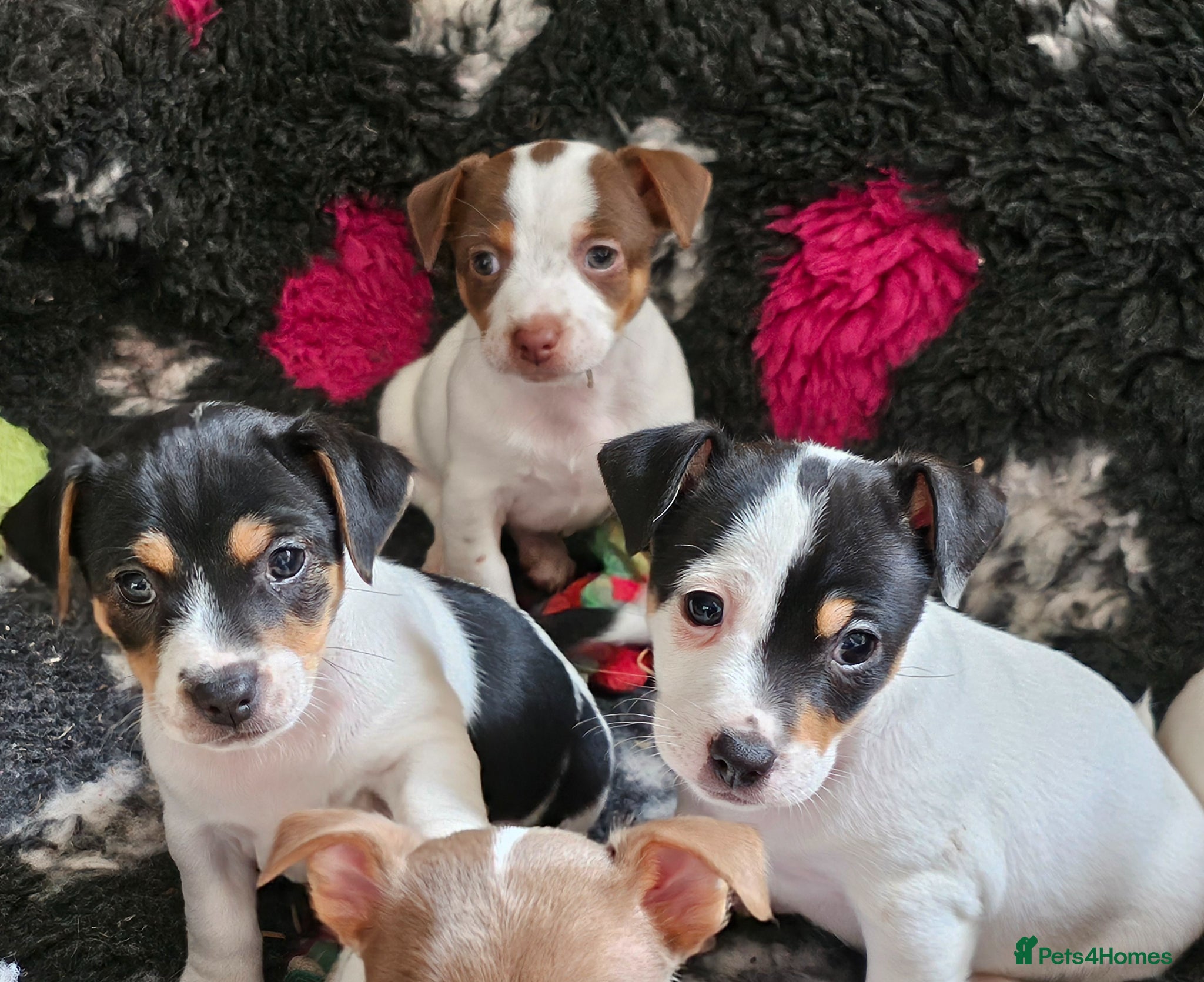Jack Russell dogs Beautiful Jack Russell puppies - Advert 8