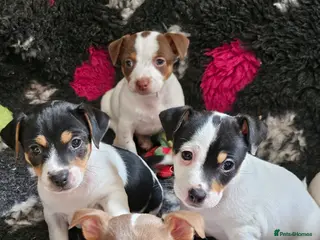 Jack Russell dogs Beautiful Jack Russell puppies - Advert 3