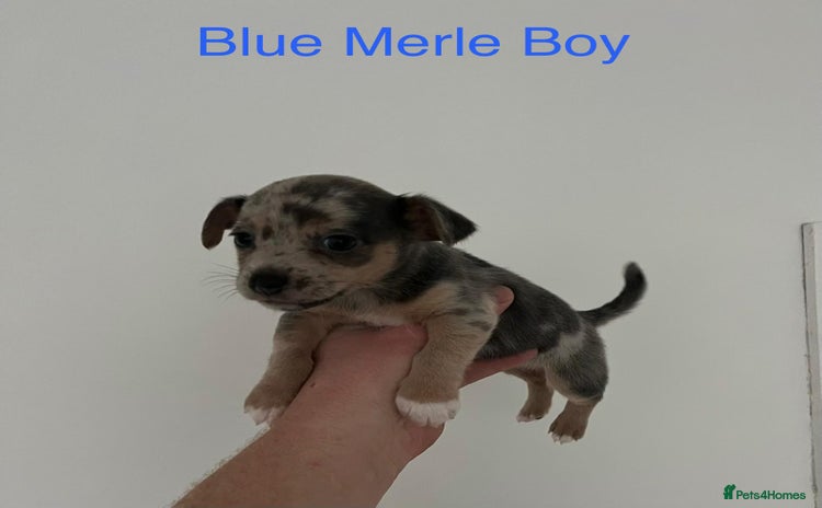 Jack Russell dogs - Advert 1