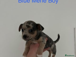 Jack Russell dogs for sale - Advert 1